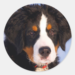Bernese Mountain Dog Classic Round Sticker