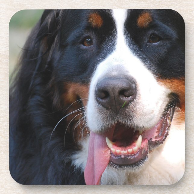 Bernese Mountain Dog  Cork Coasters (Front)