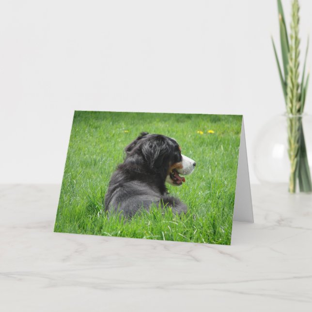 Bernese Mountain Dog Enjoys The Sun, Birthday Card (Front)