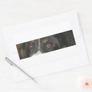 Bernese Mountain Dog Eyes Rectangular Sticker
