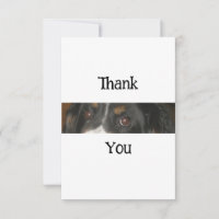 Bernese Mountain Dog Eyes