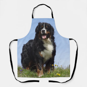 bernese mountain dog full apron