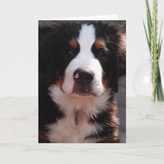 Bernese Mountain Dog Greeting Card (Front)