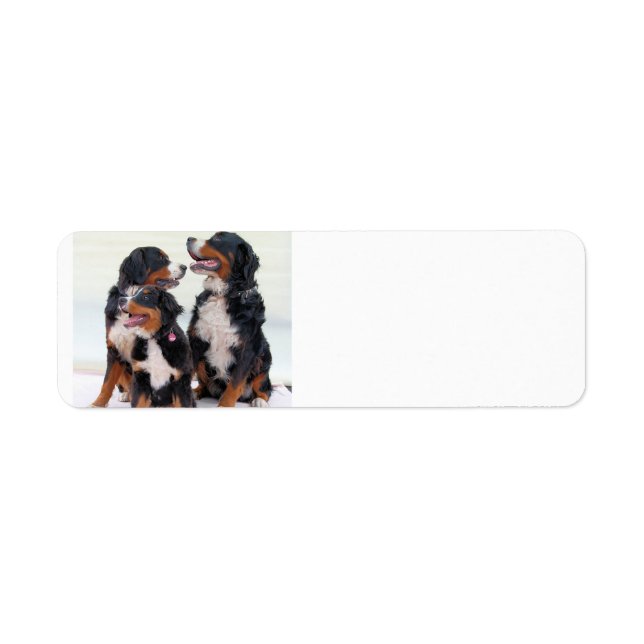 bernese mountain dog group (Front)
