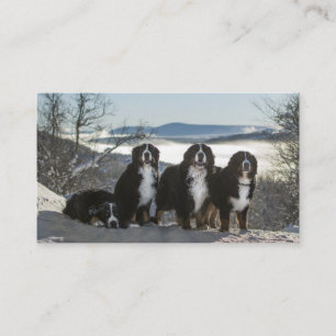 bernese mountain dog group   business card