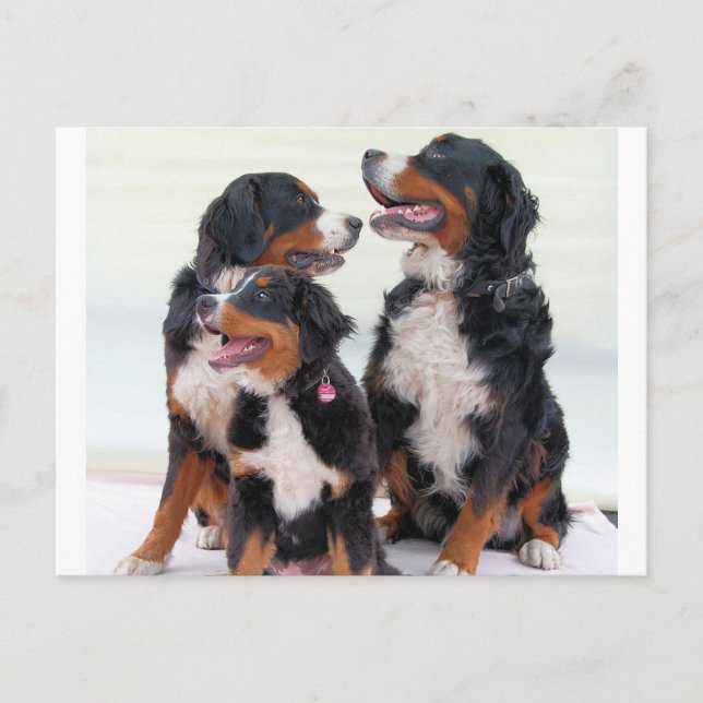bernese mountain dog group postcard (Front)