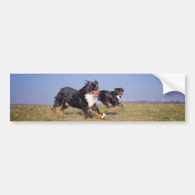 bernese mountain dog group second bumper sticker (Front)