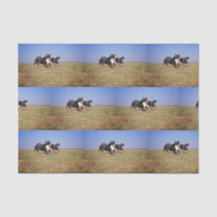 bernese mountain dog group second tissue paper