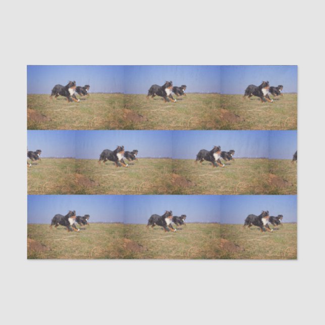 bernese mountain dog group second tissue paper (Front)