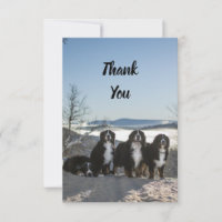 bernese mountain dog group