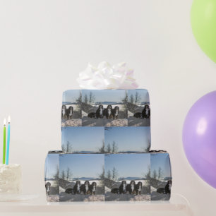 bernese mountain dog group wrapping paper