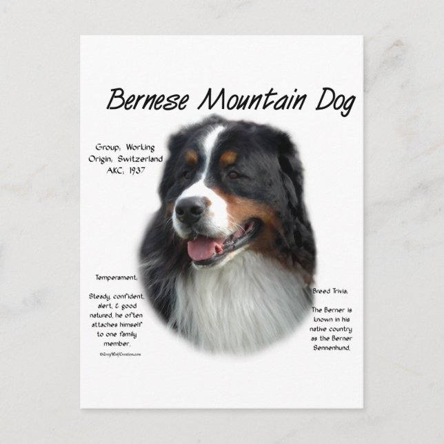 Bernese Mountain Dog History; All About Berners Postcard (Front)