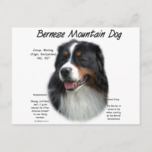 Bernese Mountain Dog History; All About Berners Postcard