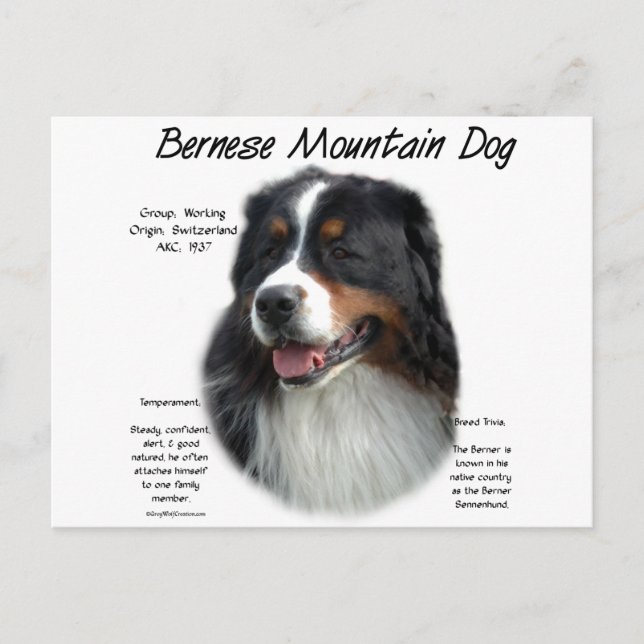 Bernese Mountain Dog History; All About Berners Postcard (Front)