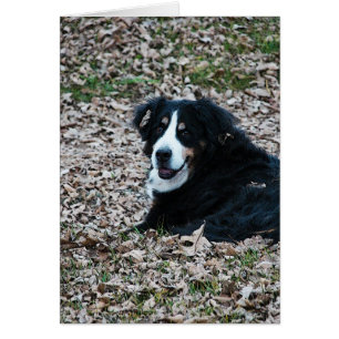 Bernese Mountain Dog in Autumn