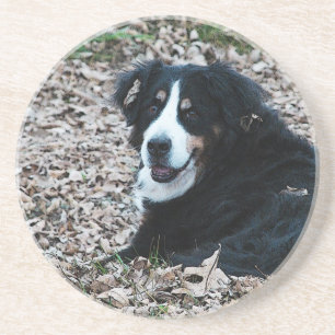 Bernese Mountain Dog in Autumn Coaster