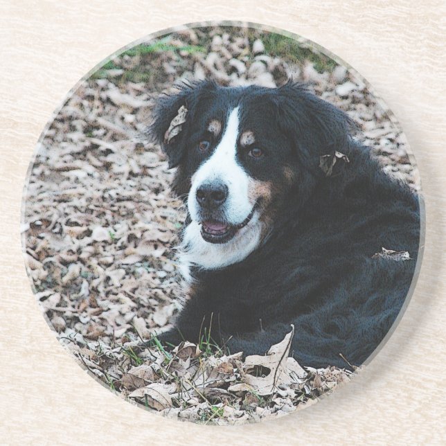Bernese Mountain Dog in Autumn Coaster (Front)