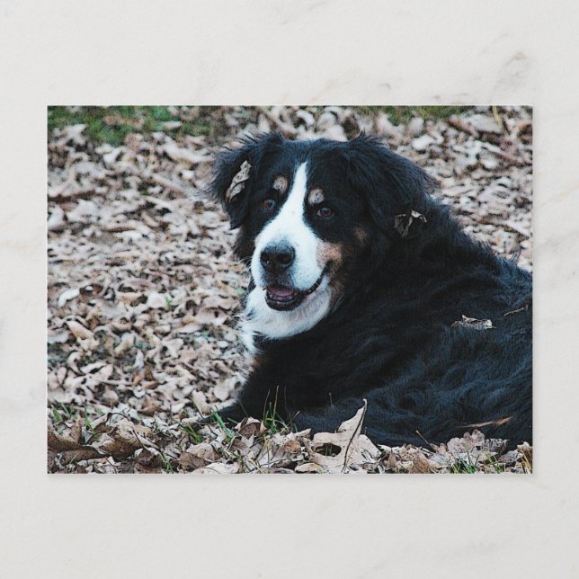 Bernese Mountain Dog in Autumn Postcard (Front)