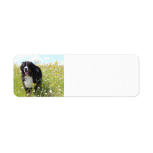 bernese mountain dog in field