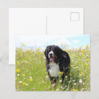 bernese mountain dog in field