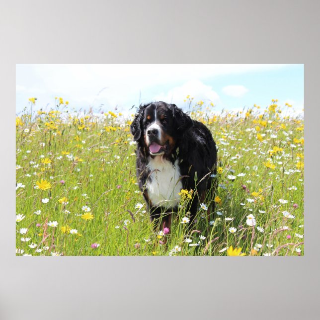 bernese mountain dog in field poster (Front)
