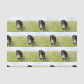 bernese mountain dog in field tissue paper
