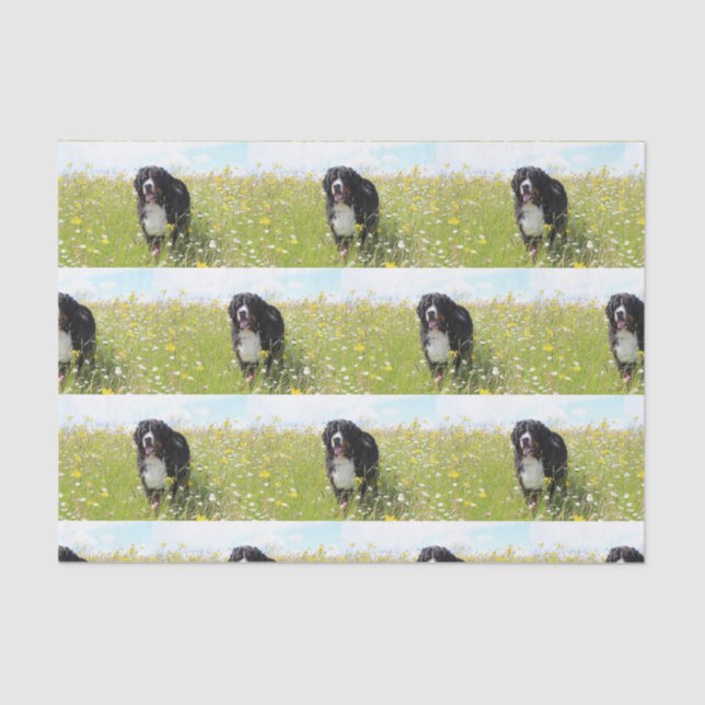 bernese mountain dog in field tissue paper (Front)
