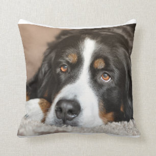 bernese mountain dog laying cushion