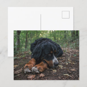 bernese mountain dog laying in forest postcard