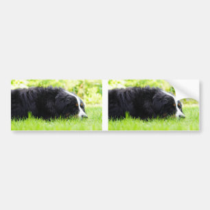 bernese mountain dog laying in grass bumper sticker