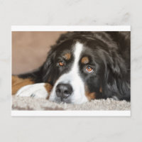 bernese mountain dog laying