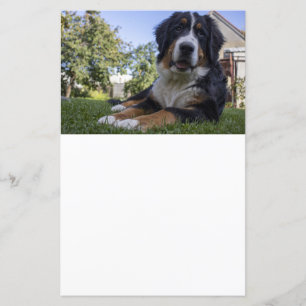 bernese mountain dog laying second scrapbook paper