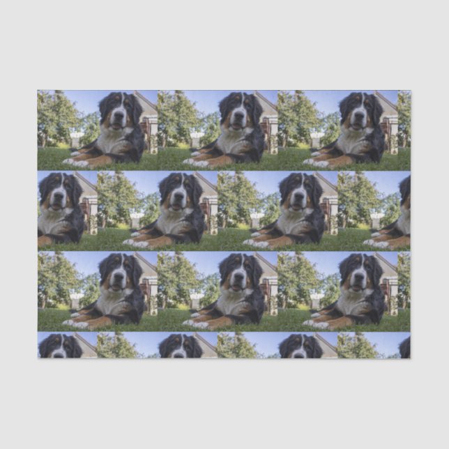 bernese mountain dog laying second tissue paper (Front)