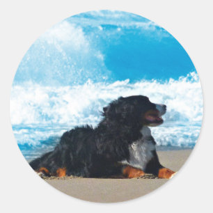 Bernese Mountain Dog on Beach Classic Round Sticker