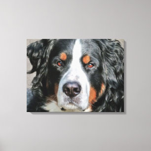 Bernese Mountain Dog Photo Image Canvas Print