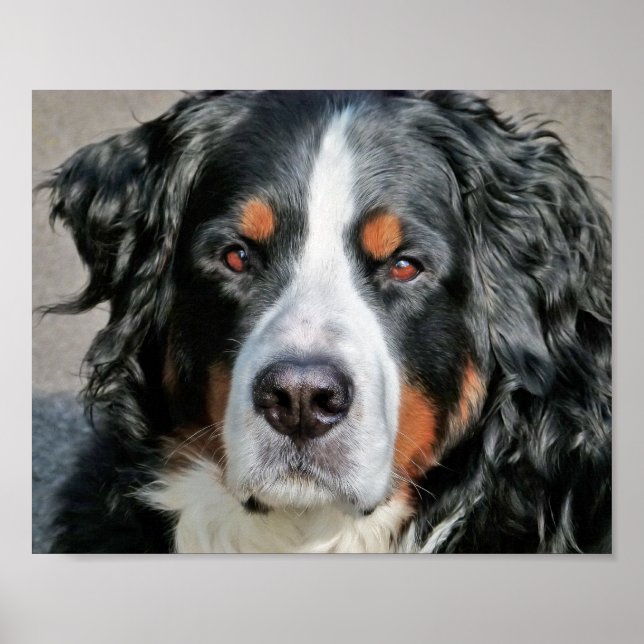 Bernese Mountain Dog Photo Image Poster (Front)