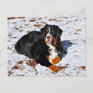 Bernese Mountain Dog playing in the snow Postcard