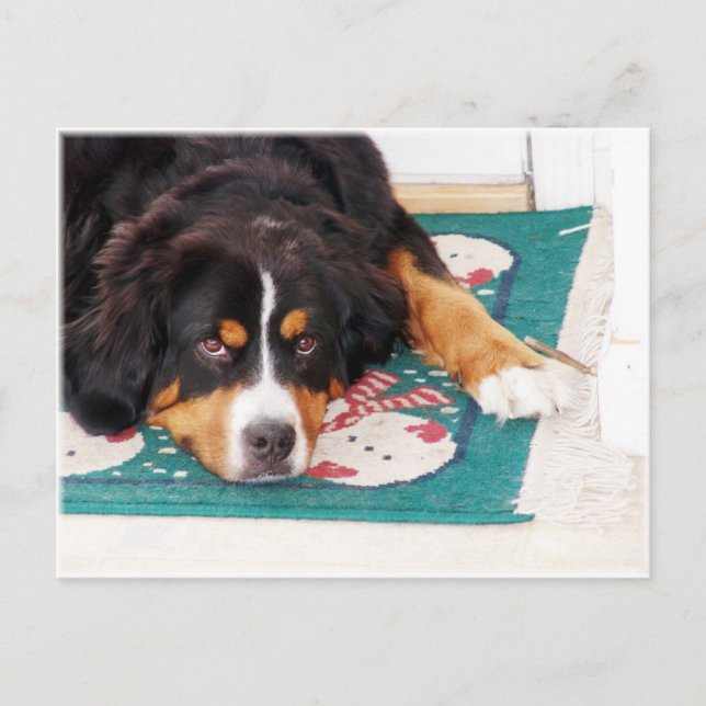 Bernese Mountain Dog Postcard (Front)