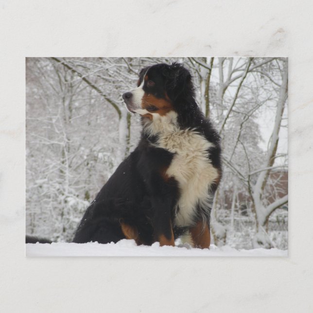Bernese Mountain Dog Postcard (Front)