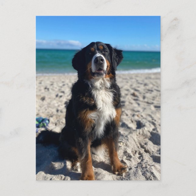 Bernese Mountain Dog  Postcard (Front)