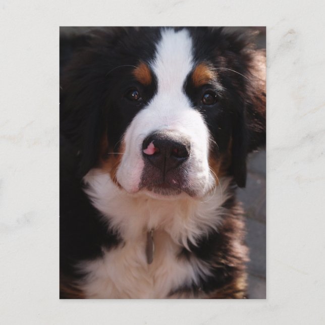 Bernese Mountain Dog Postcard (Front)