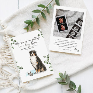 Bernese Mountain Dog Pregnancy Announcement
