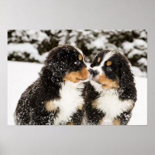 Bernese Mountain Dog Puppets Sniff Each Other Poster