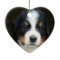 Bernese mountain dog puppies ornament