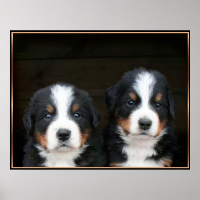 Bernese mountain dog puppies poster (Front)