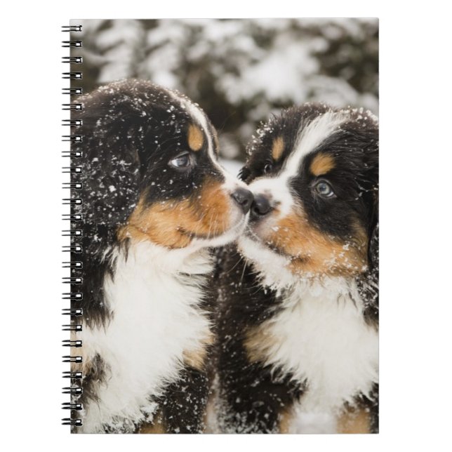 Bernese Mountain Dog Puppies Sniff Each Other Spiral Notebook (Front)