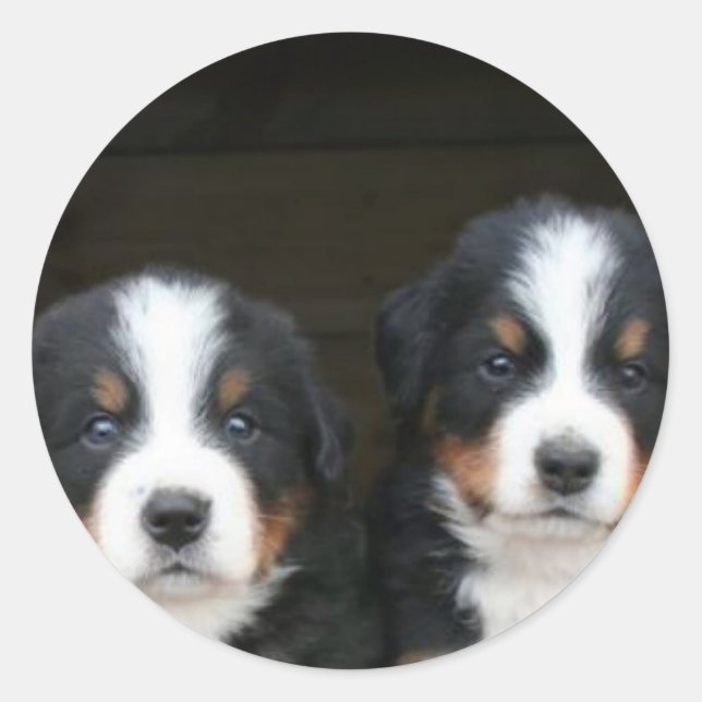 Bernese mountain dog puppies stickers (Front)