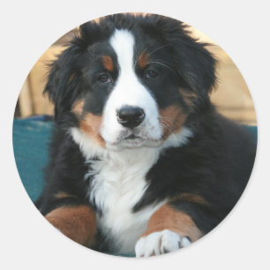 bernese mountain dog puppy classic round sticker
