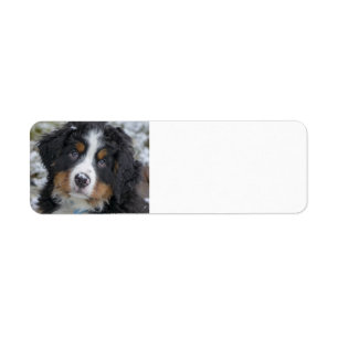 bernese mountain dog puppy second