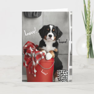 Bernese Mountain Dog Puppy Valentine Card
